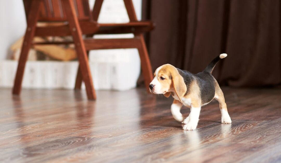 Flooring Contractor for kids and dogs