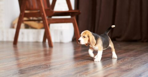 Flooring Contractor for kids and dogs