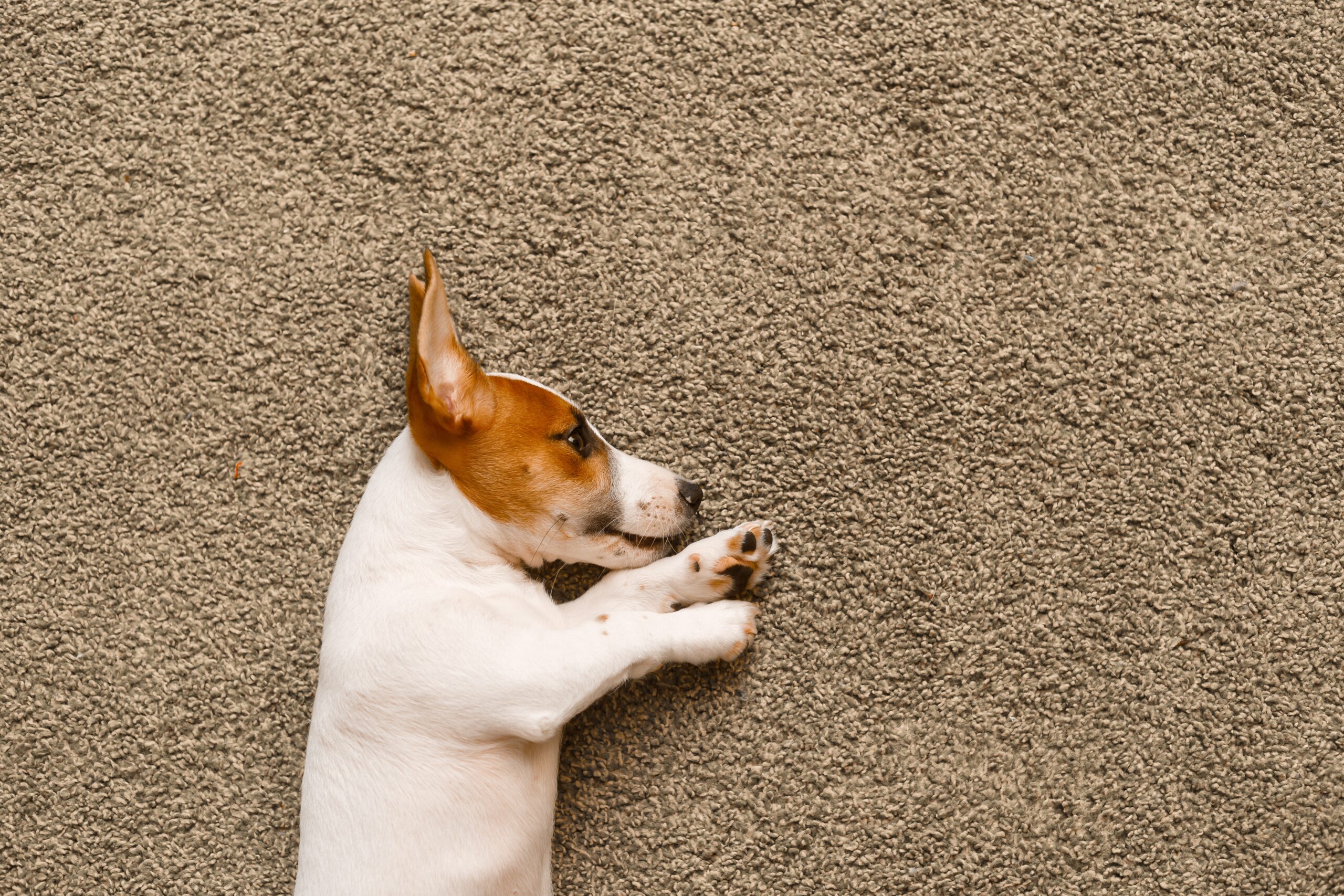 How Often Should You Replace Carpet Flooring?